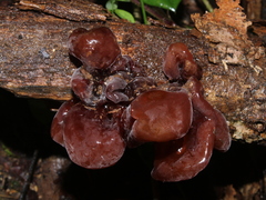 Phaeotremella