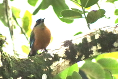 Momotus subrufescens