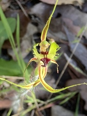 Caladenia attingens