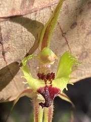 Caladenia attingens