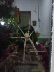 Lycosoidea