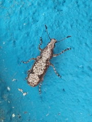 Ptychoderini