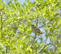 Hemitriccus margaritaceiventer