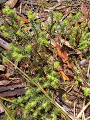 Acrotriche serrulata