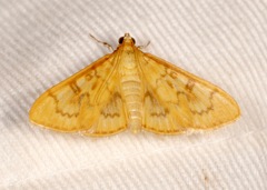 Psara dryalis