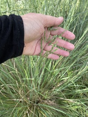 Poa labillardierei