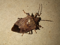 Alcaeorrhynchus