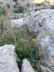 Reichardia picroides