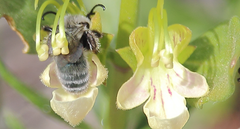 Reedapis bathycyanea