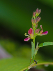Alysicarpus vaginalis