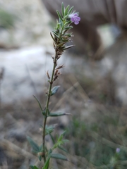 Micromeria graeca