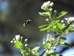 Bombus bellicosus
