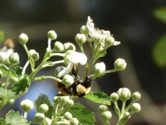 Bombus bellicosus