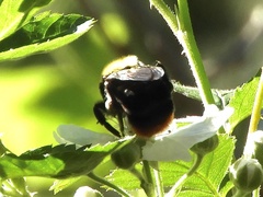 Bombus bellicosus