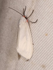 Pygarctia roseicapitis