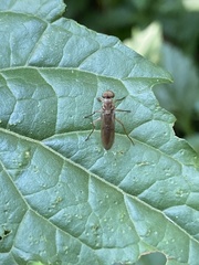 Chiromyzinae
