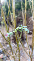 Malva assurgentiflora