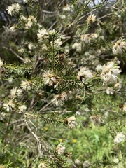 Melaleuca lanceolata