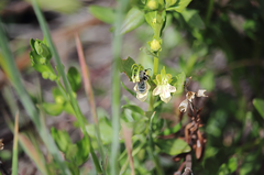 Reedapis bathycyanea