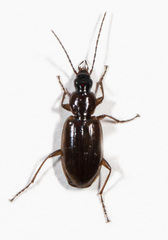 Agonum
