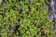 Tetragonia implexicoma