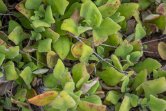 Tetragonia implexicoma