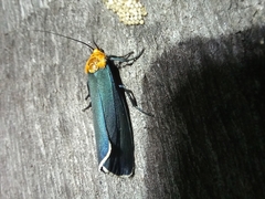 Apistosia judas
