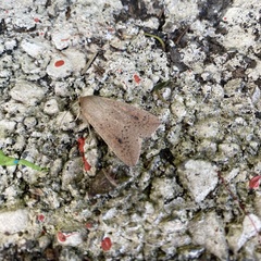 Mythimna convecta