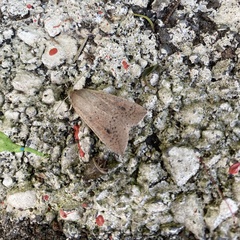 Mythimna convecta
