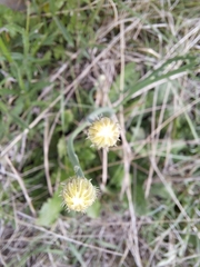 Hypochaeris radicata
