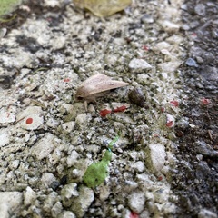 Mythimna convecta