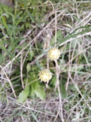 Hypochaeris radicata