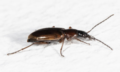 Agonum