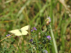 Colias philodice