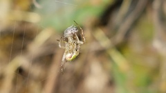 Araneus detrimentosus