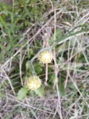 Hypochaeris radicata