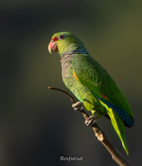 Amazona vinacea