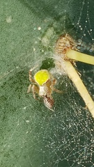 Araneus detrimentosus