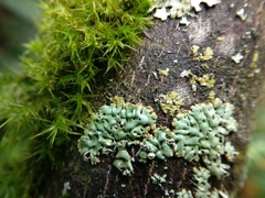 Menegazzia subsimilis