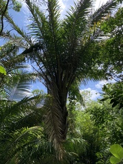 Attalea dubia