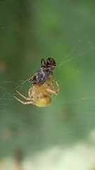 Araneus detrimentosus