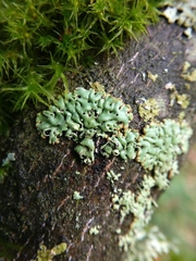 Menegazzia subsimilis