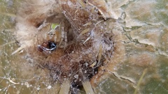 Araneus detrimentosus