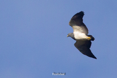 Geranoaetus melanoleucus