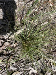 Lomandra collina