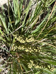 Lomandra collina