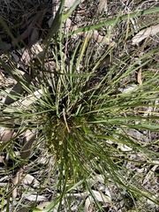 Lomandra collina