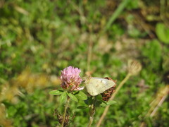 Colias philodice