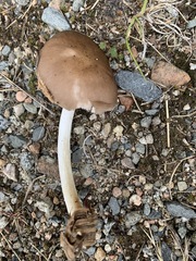 Pluteus hongoi