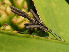 Alysicarpus vaginalis